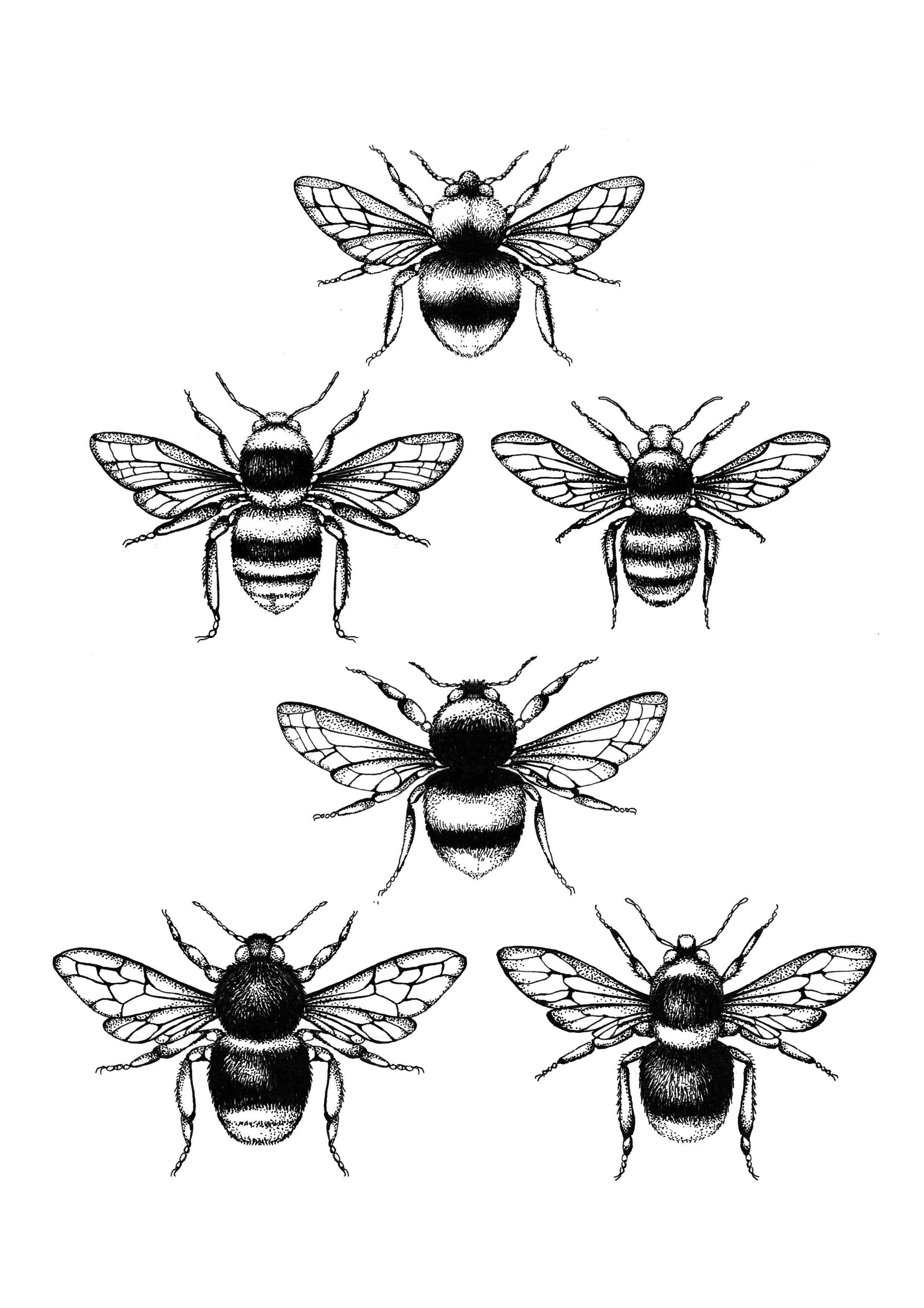 'British Bees' Fine Art Print - Emily Carter London