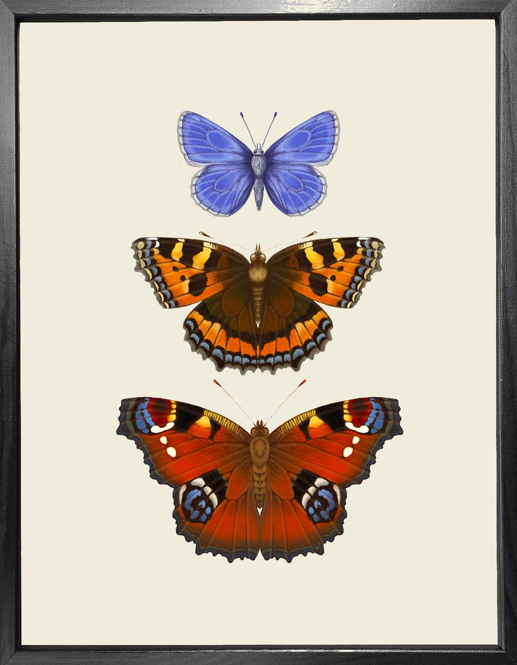 'Antique British Butterflies VI' Fine Art Print