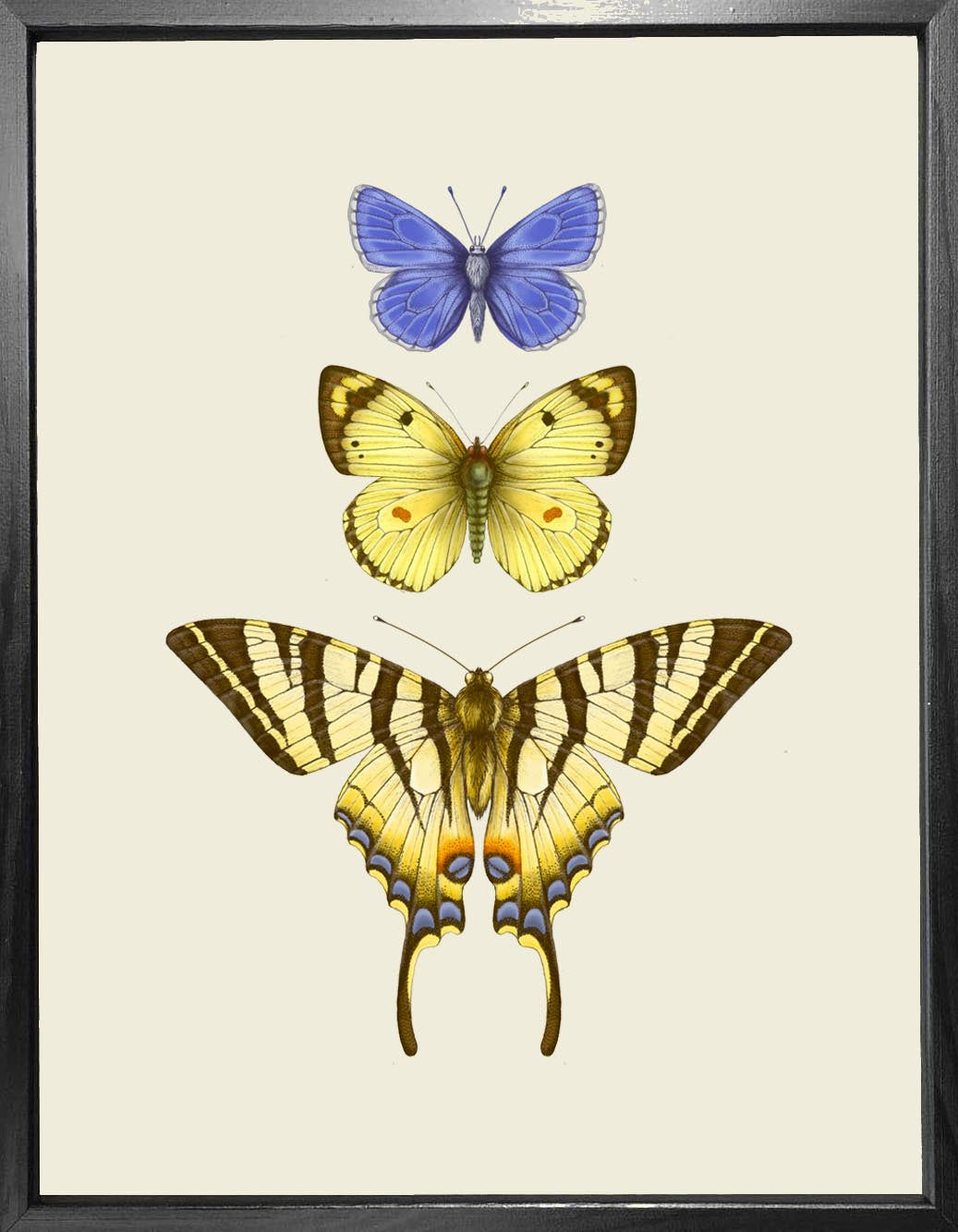 'Antique British Butterflies III' Fine Art Print