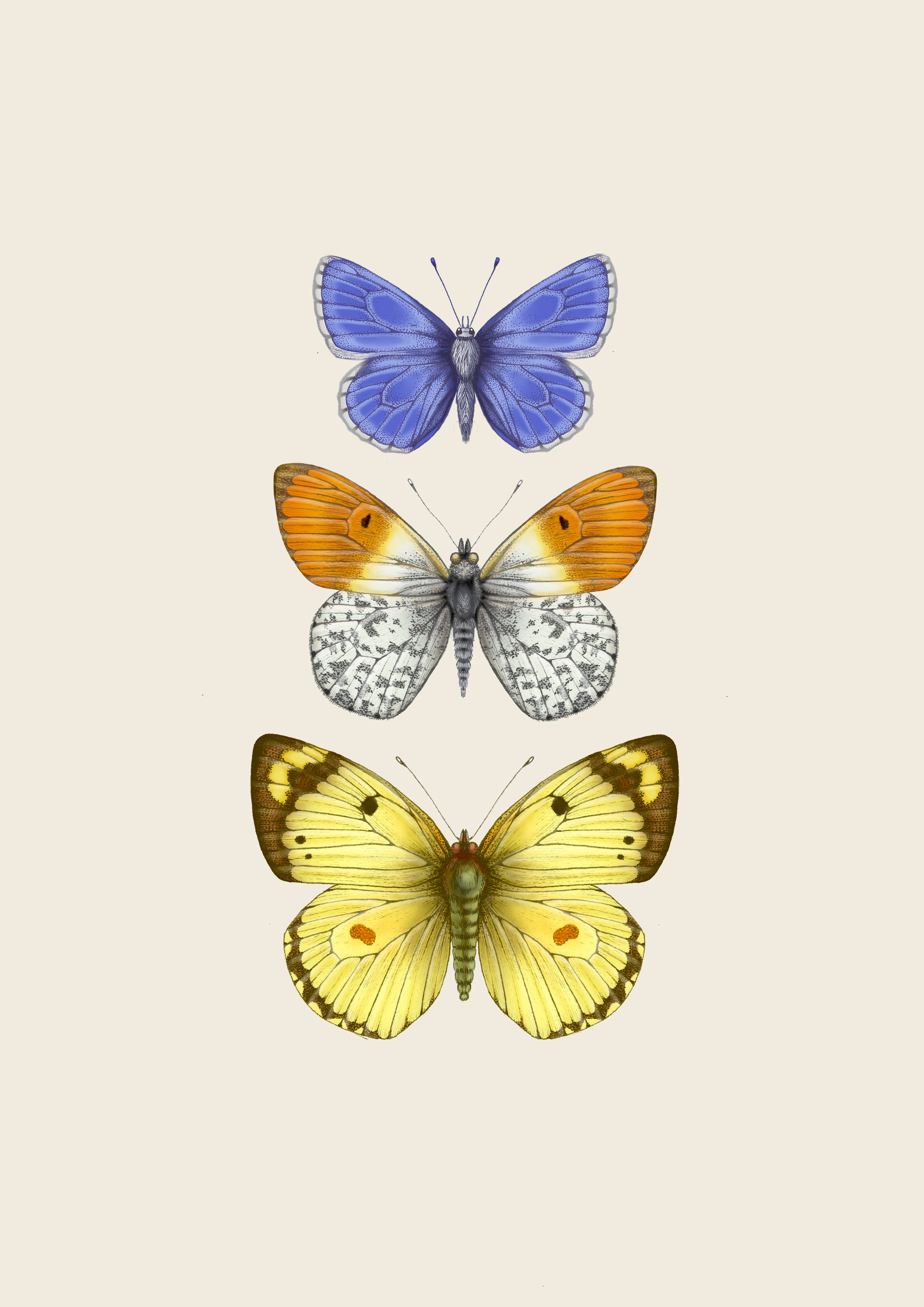 'Antique British Butterflies II' Fine Art Print