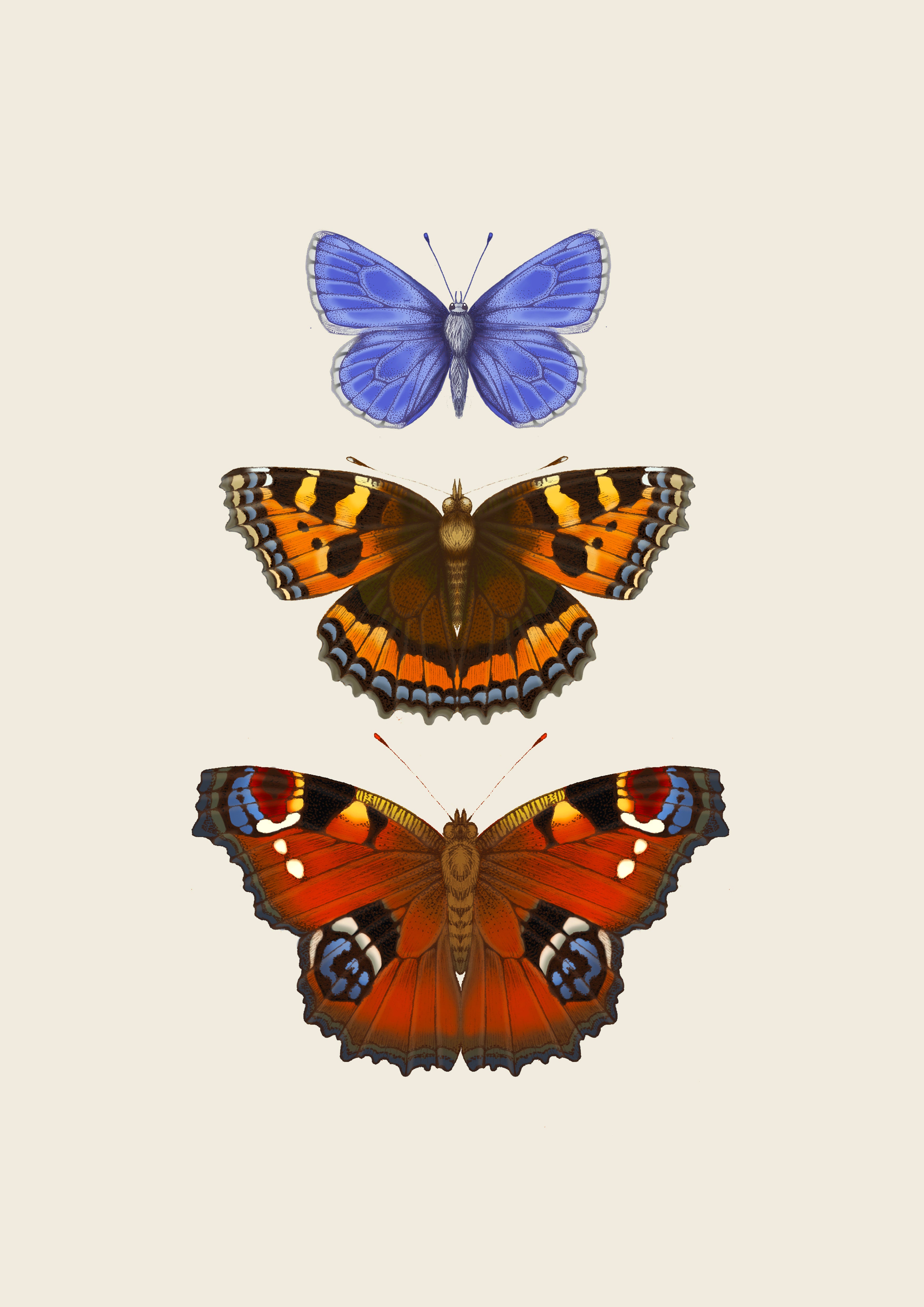'Antique British Butterflies VI' Fine Art Print