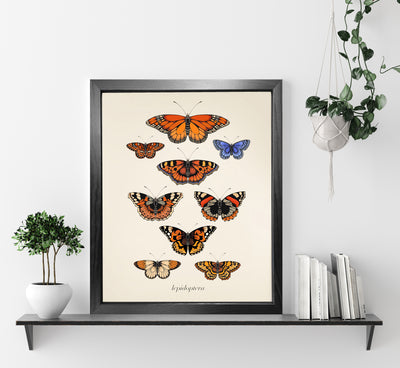 'antique British Butterflies I' Fine Art Print