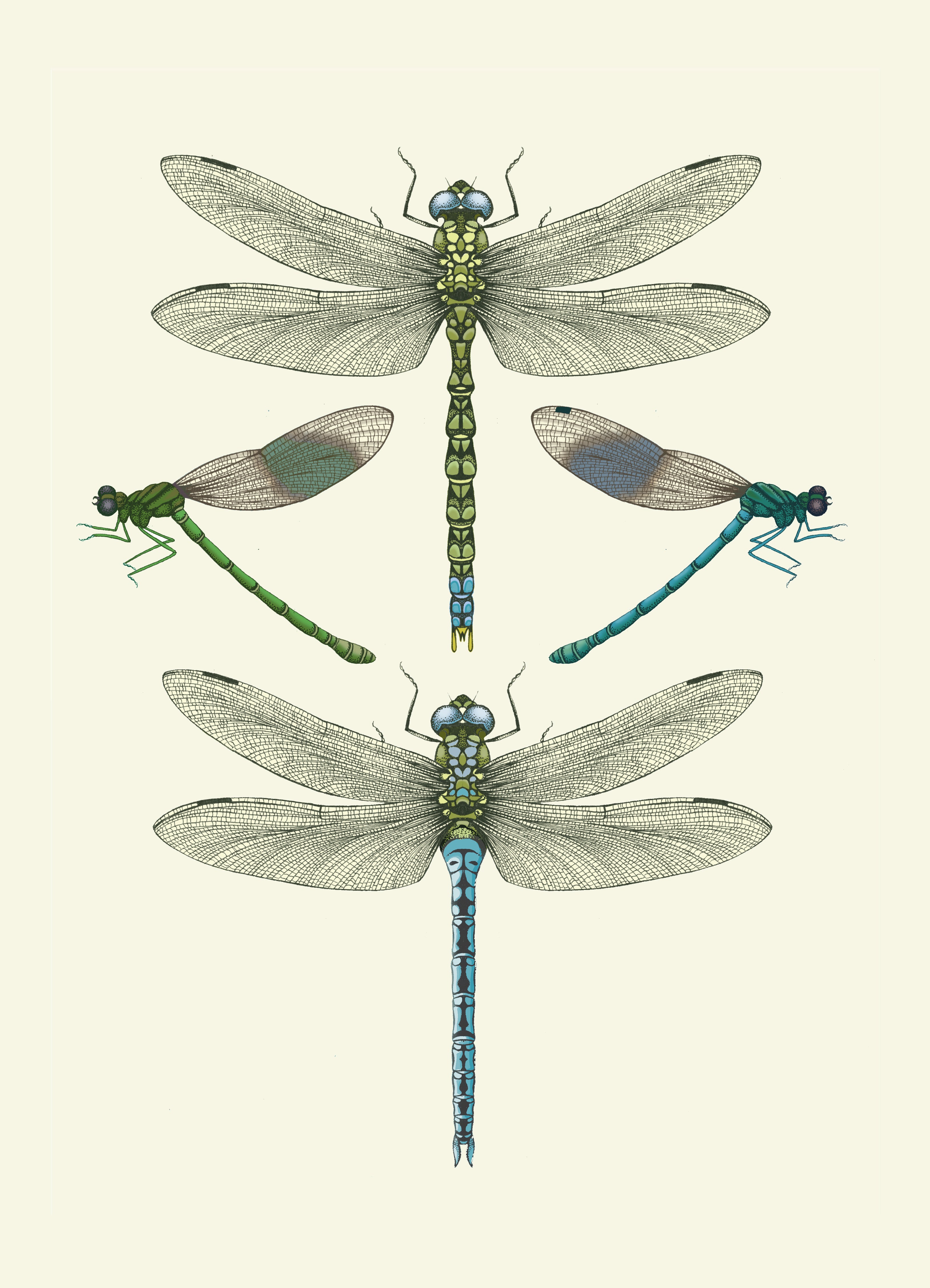 'Dragonflies & Damselflies - Cream' Fine Art Print