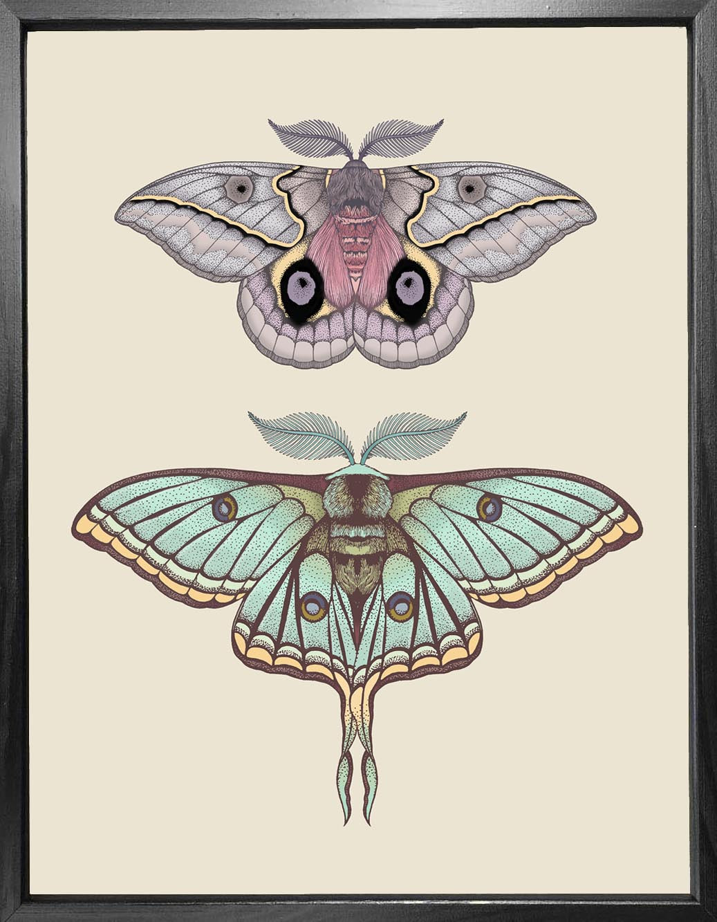 'Antique Luna & Automeris Frankae Moths' Fine Art Print