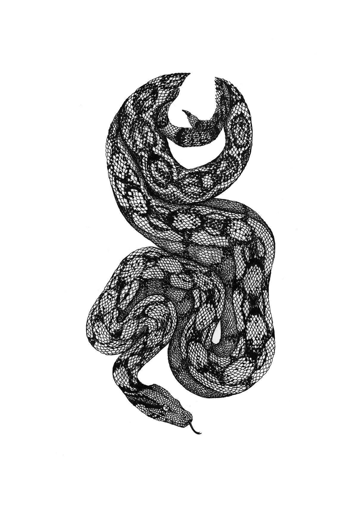 'Boa Constrictor' Fine Art Print - Emily Carter London