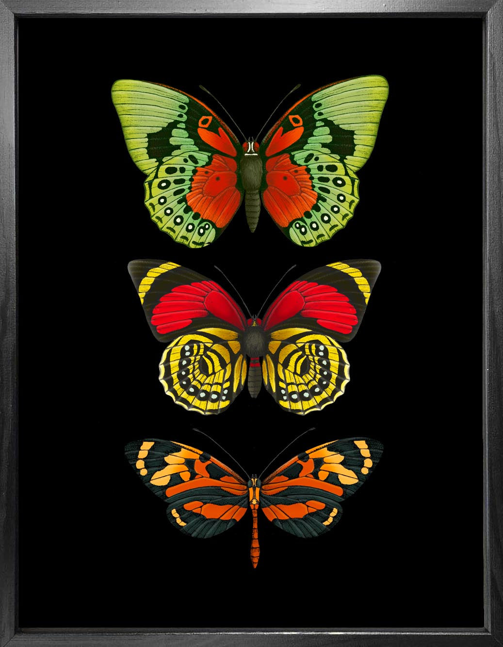 'Antique Tropical Butterflies V' Fine Art Print