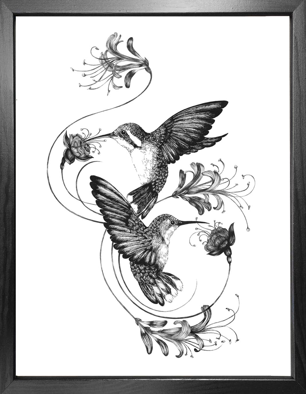 'Hummingbirds & Honeysuckle' Fine Art Print