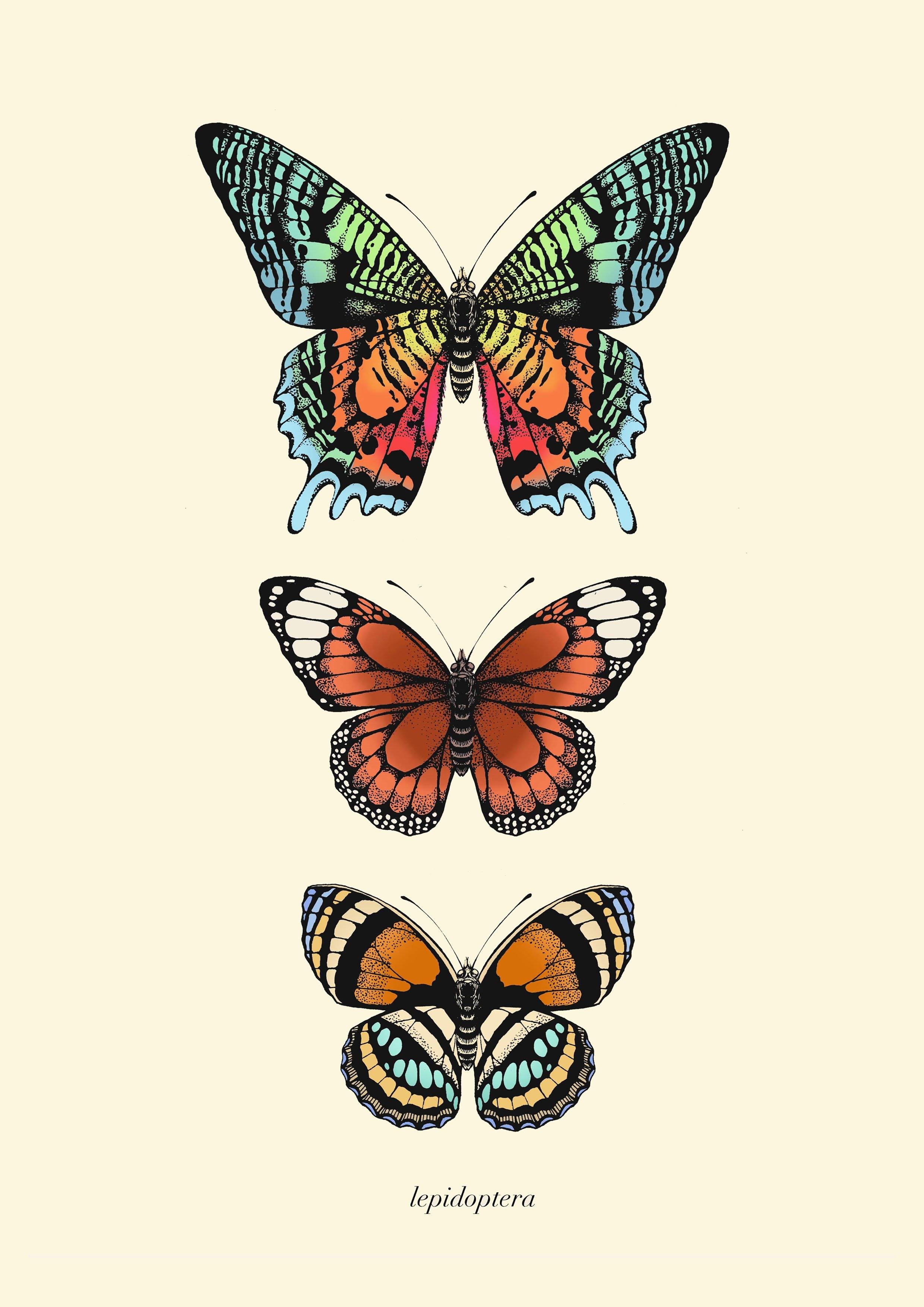 'Antique Tropical Butterflies I' Fine Art Print - Emily Carter London