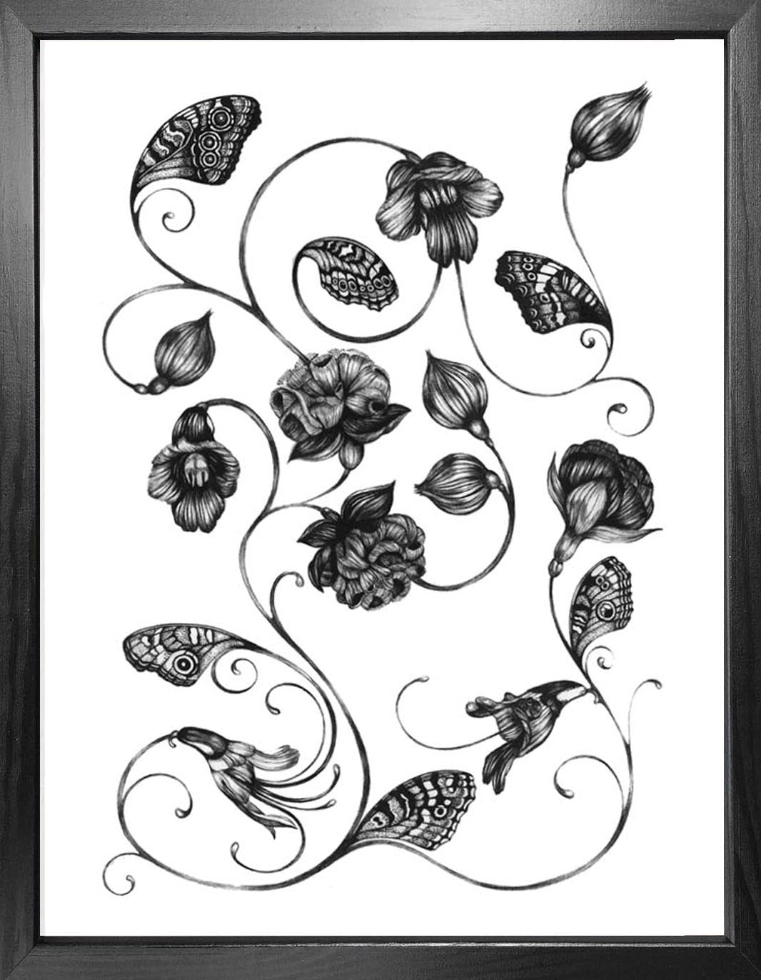 'Magellanicadoptera' Fine Art Print