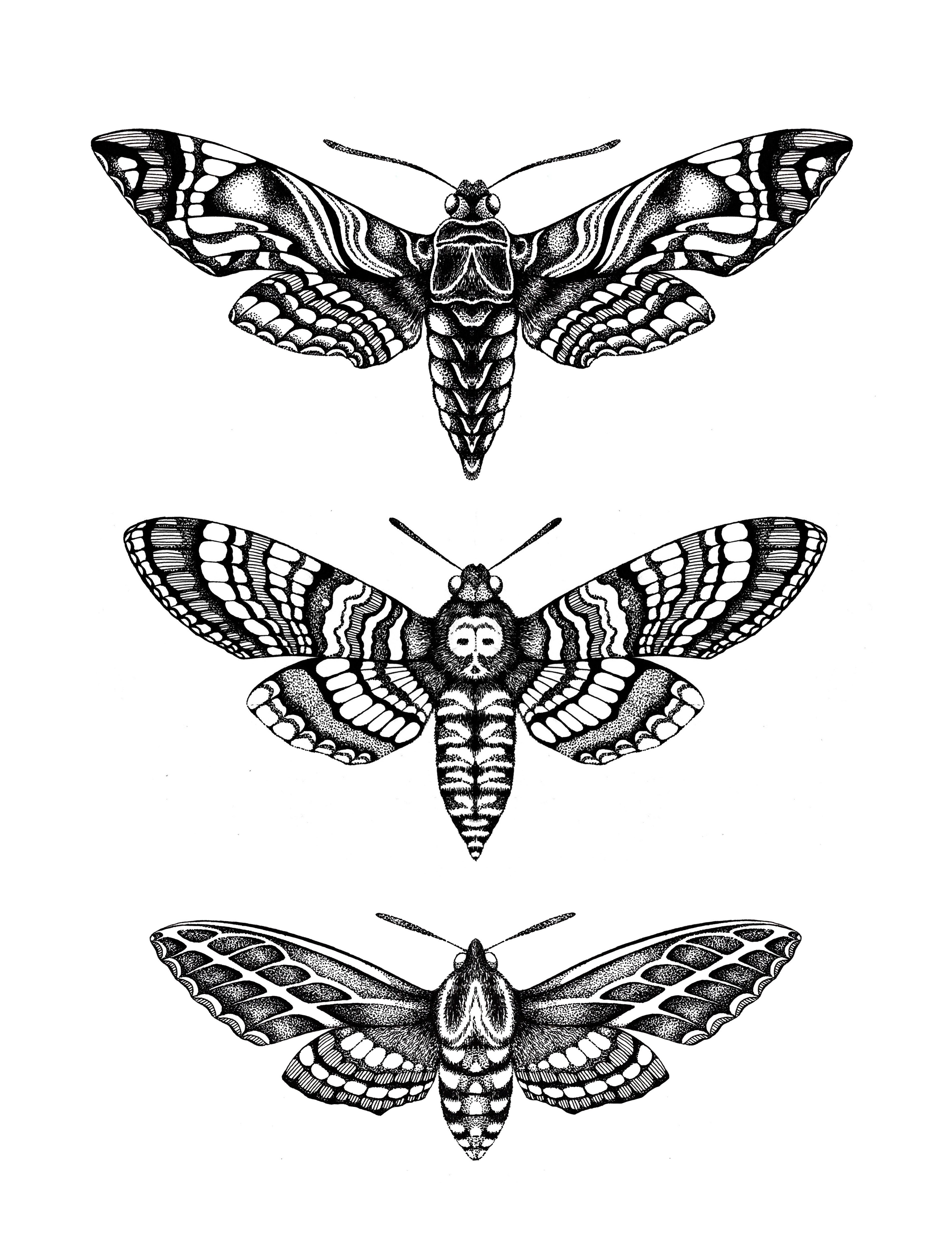 'Hawk Moths' Fine Art Print - Emily Carter London