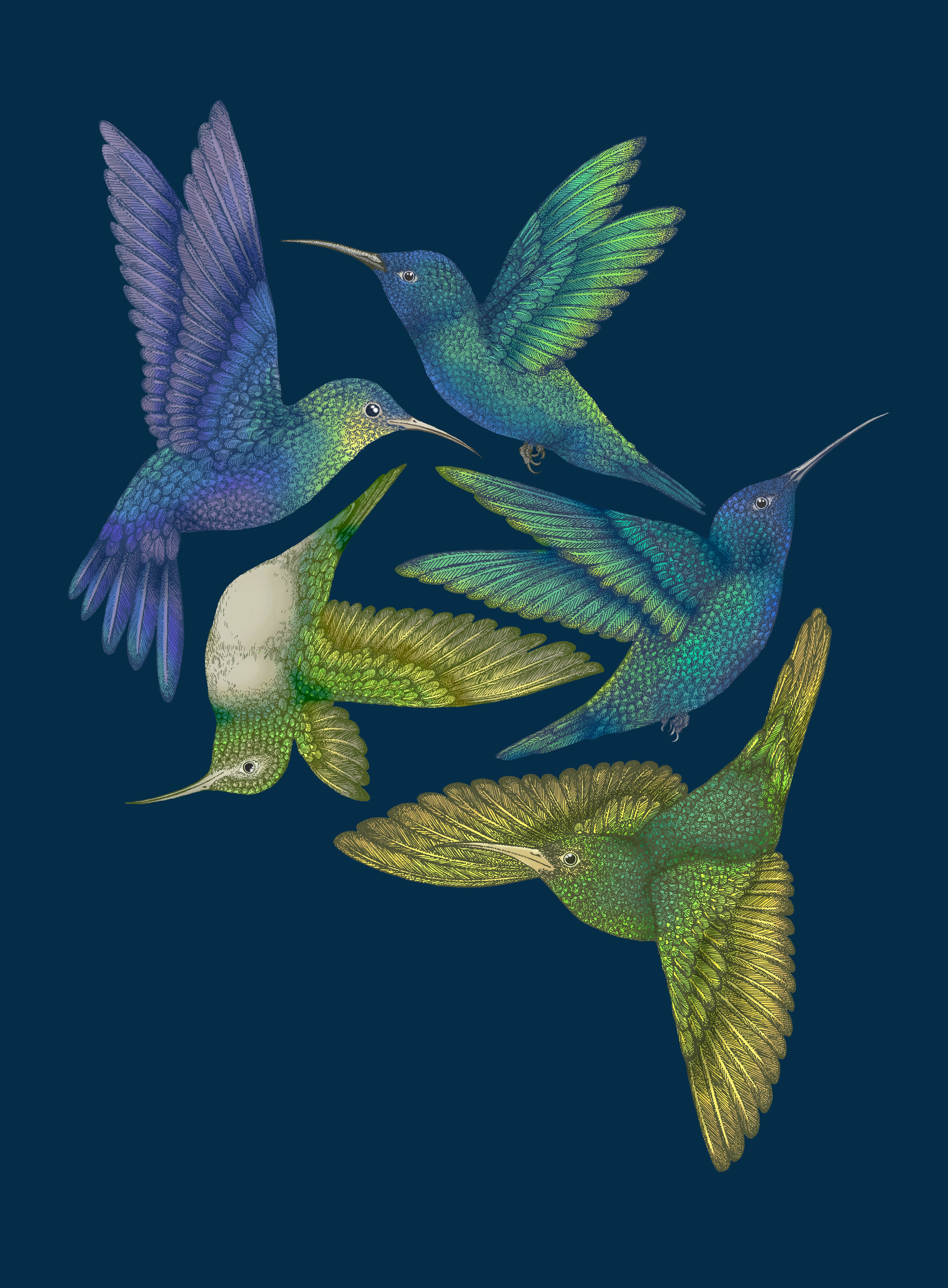 Antique Hummingbirds I' Giclée Print A2 - Limited Edition