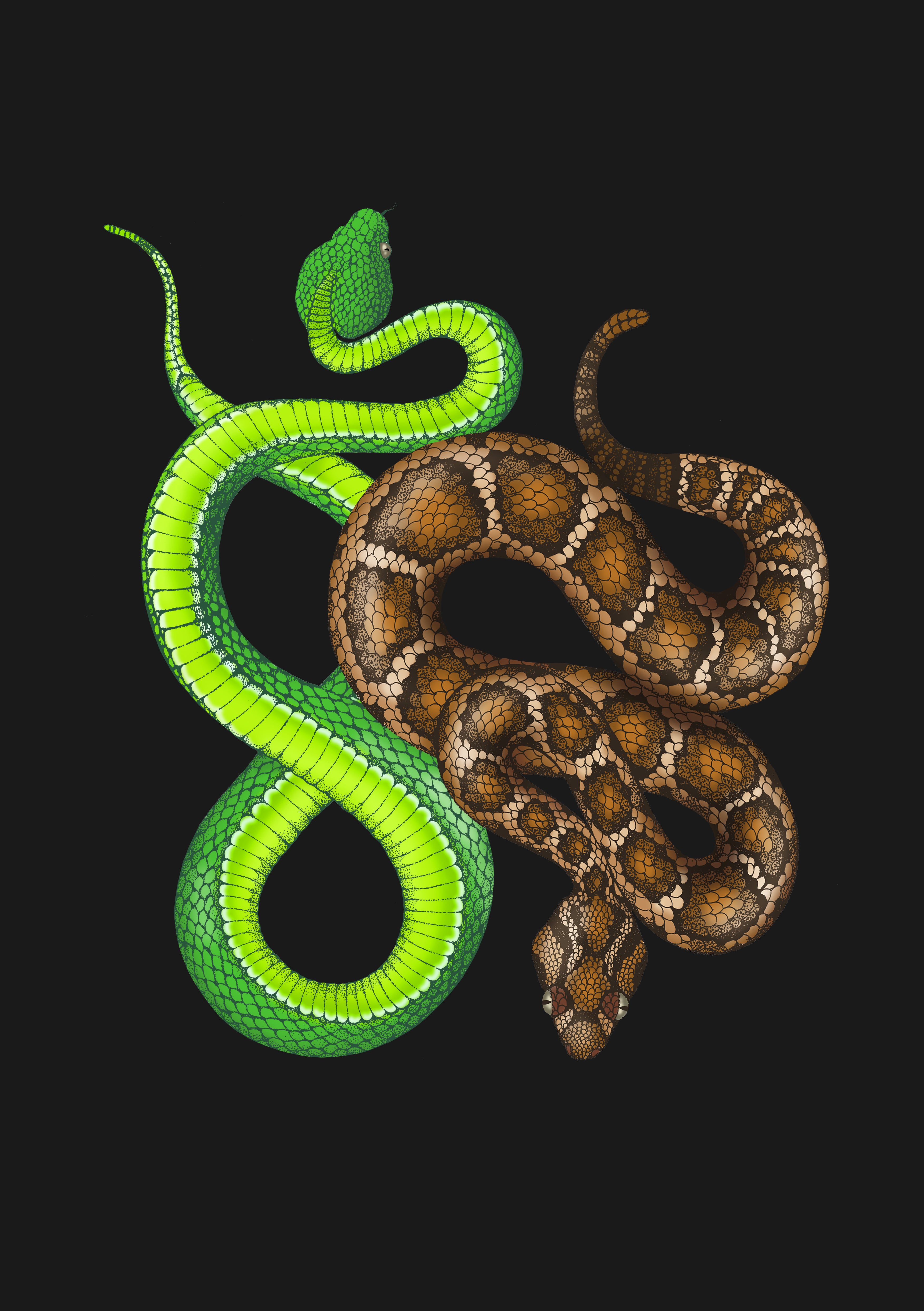 'Antique Viper & Rattle Snake' Fine Art Print