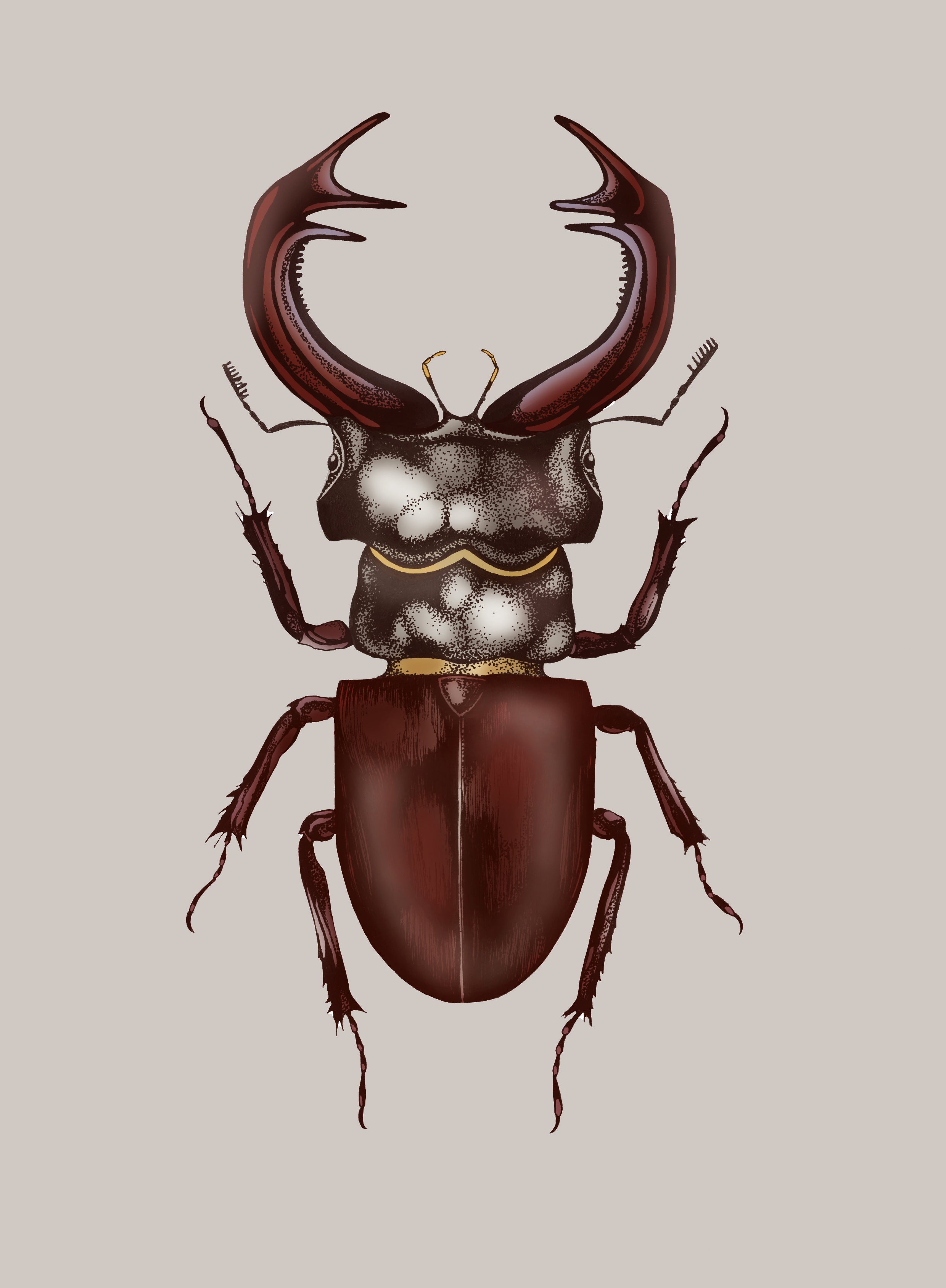 'Antique Stag Beetle' Fine Art Print