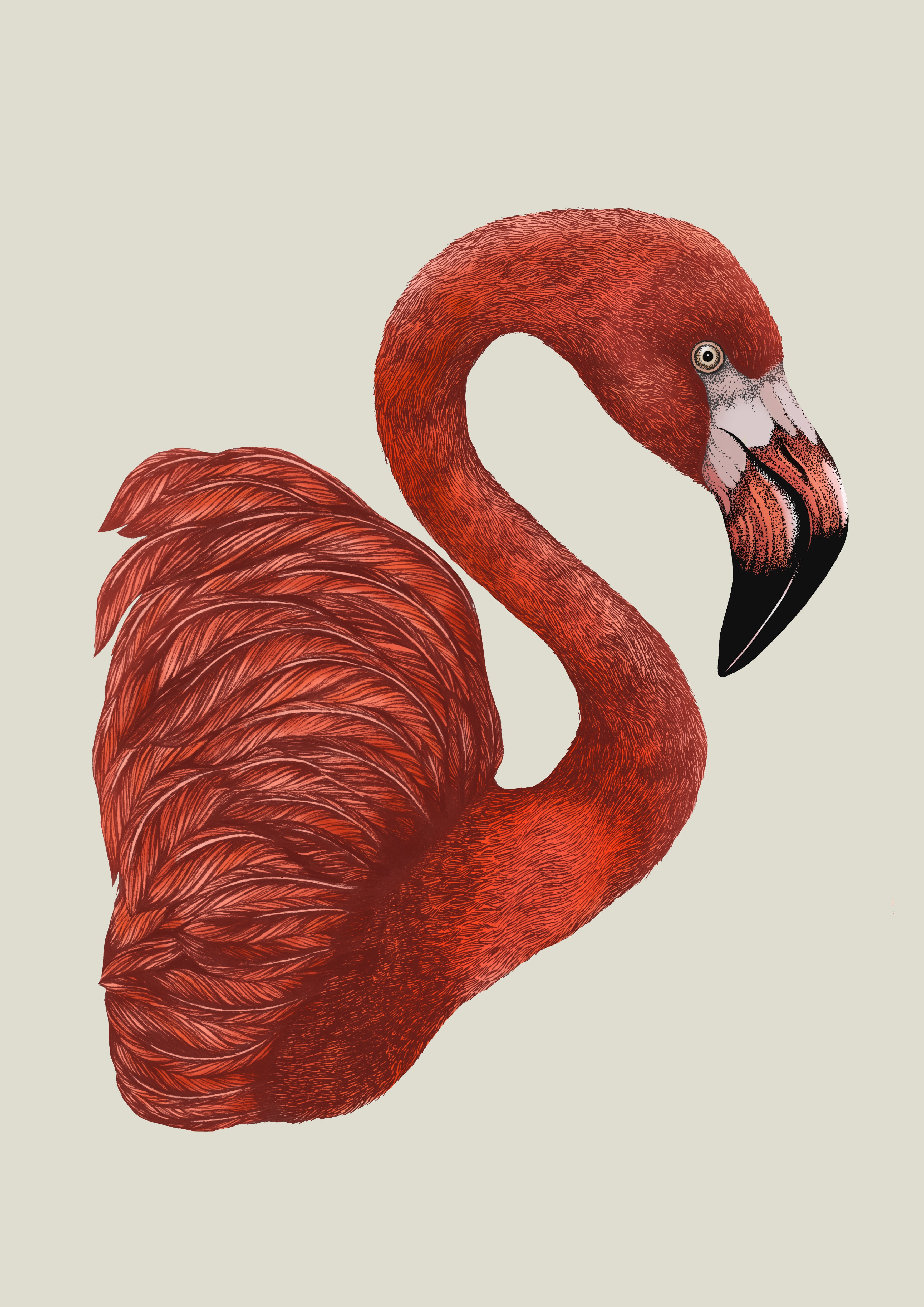 'Antique Flamingo II' Fine Art Print