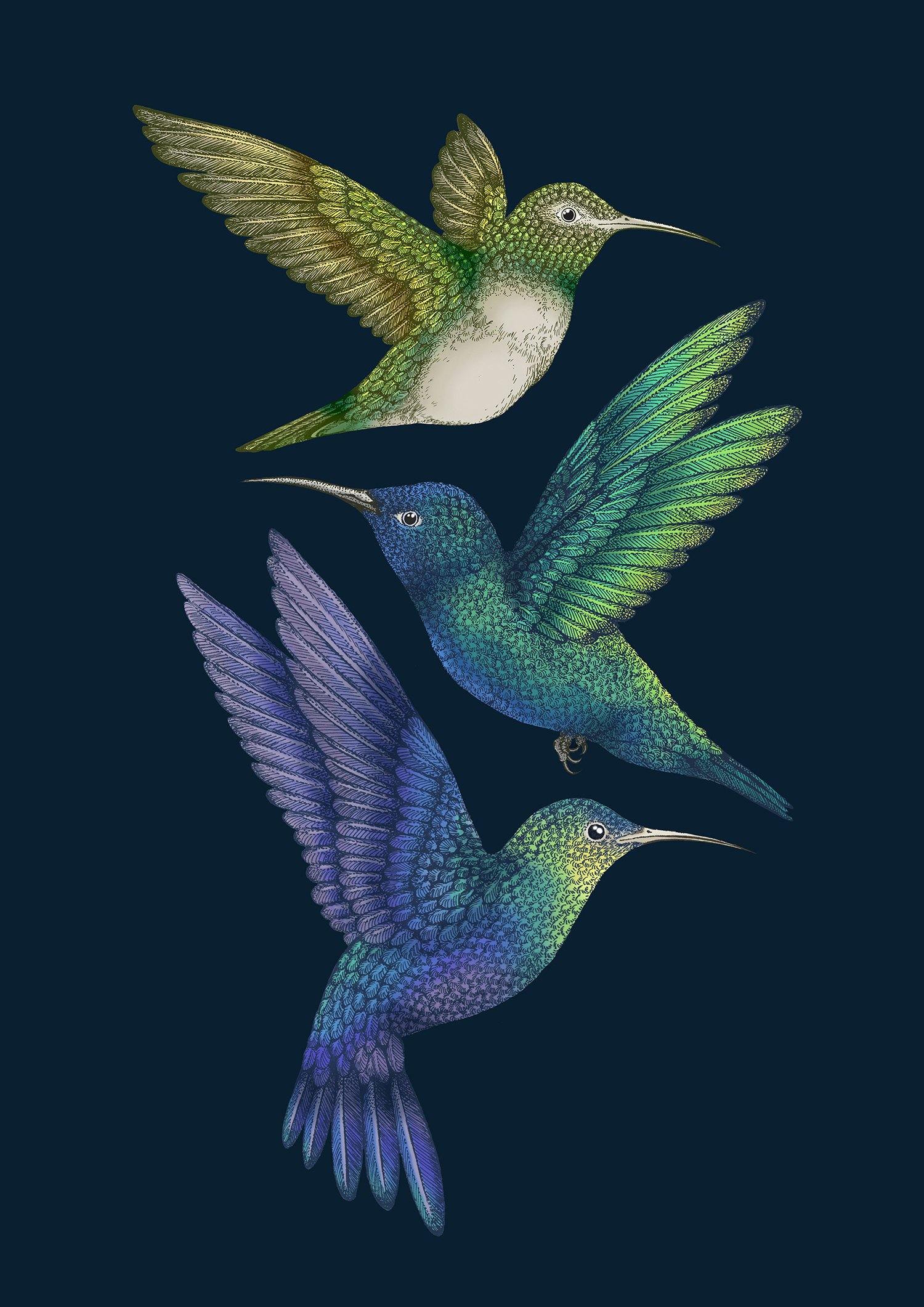 'Antique Hummingbirds II' Indigo Fine Art Print - Emily Carter London