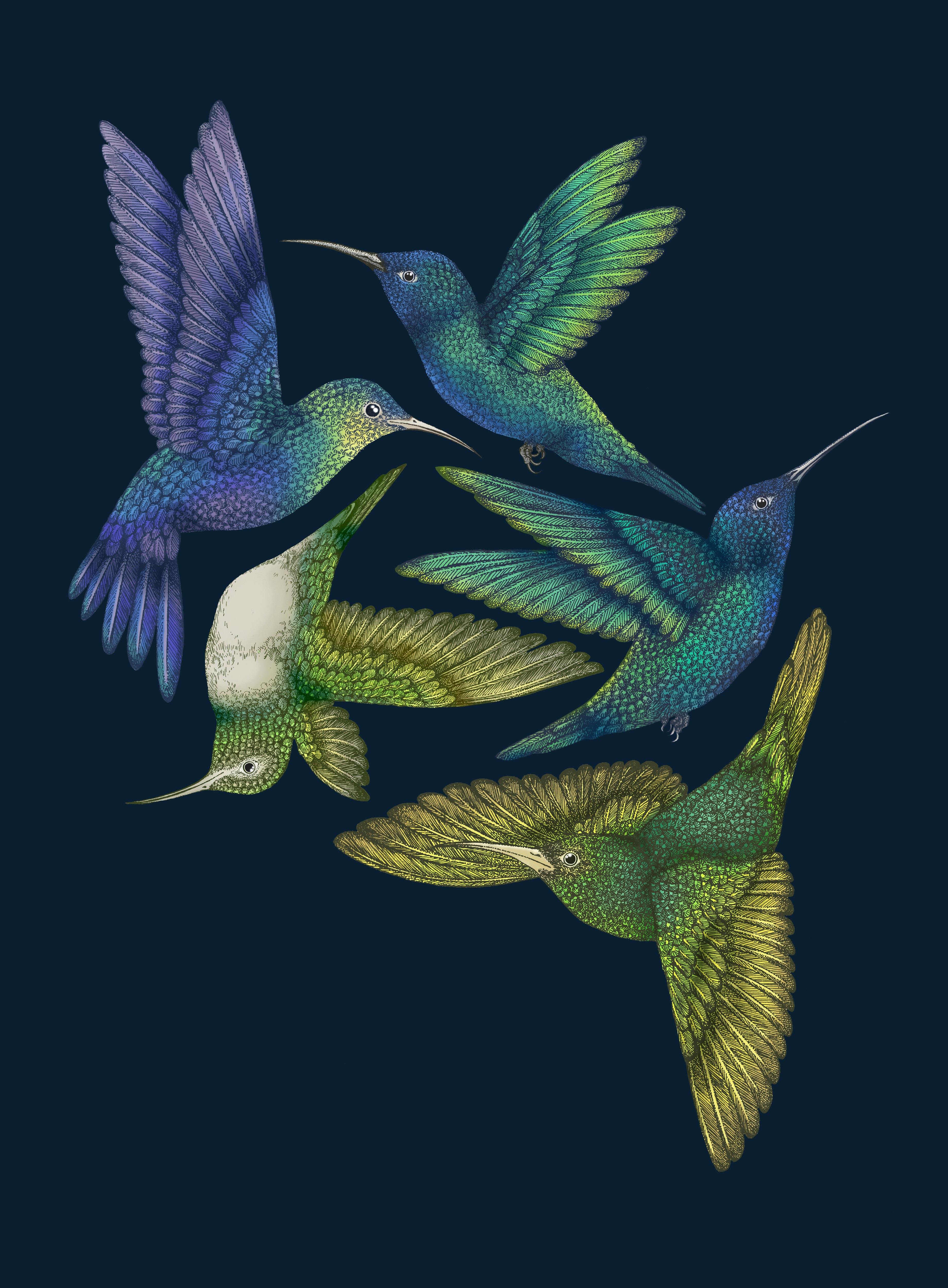 'Antique Hummingbirds I' Indigo Fine Art Print - Emily Carter London
