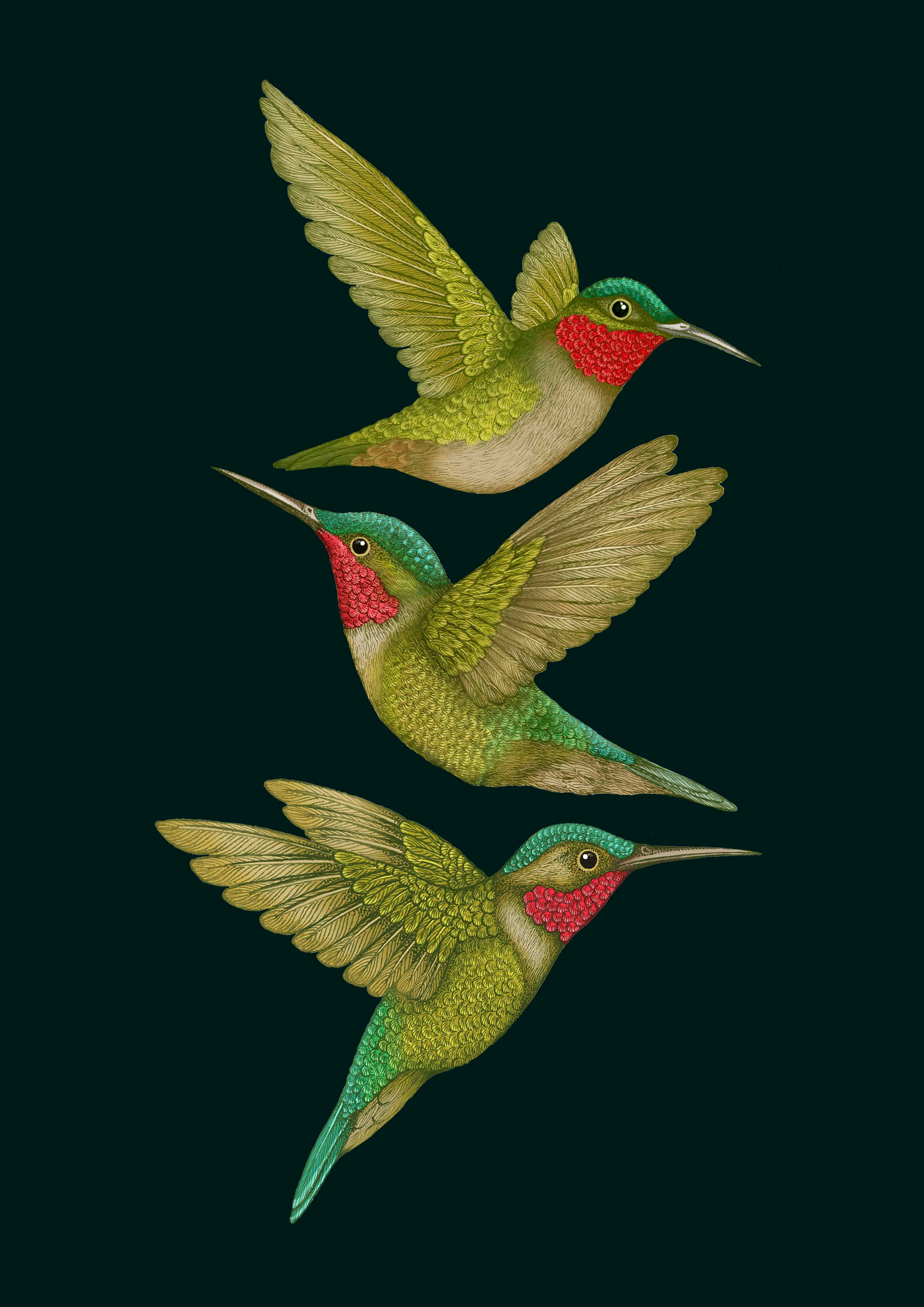 'Tropical Hummingbirds' Charcoal Fine Art Print