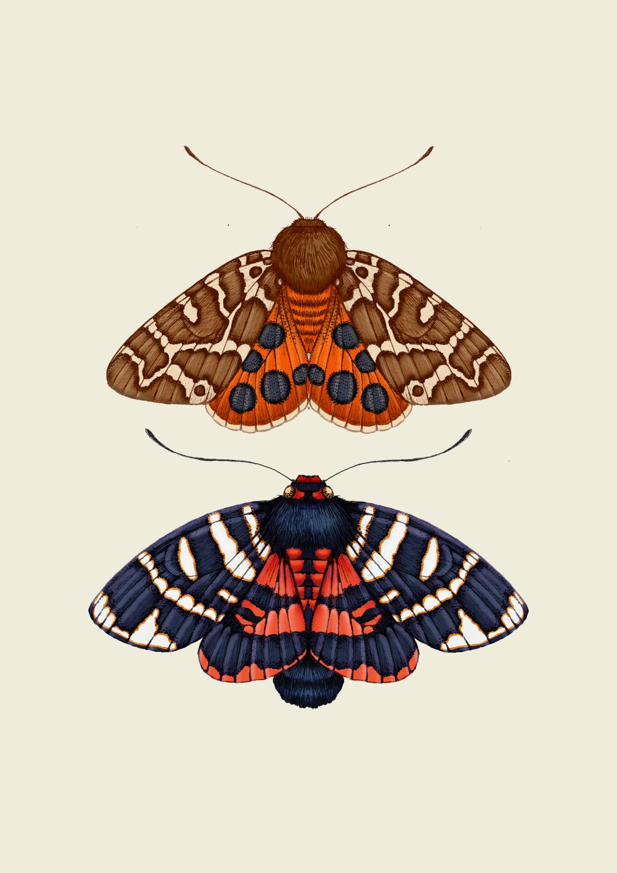 Emily Moth 'Antique British Moths II' Fine Art Print